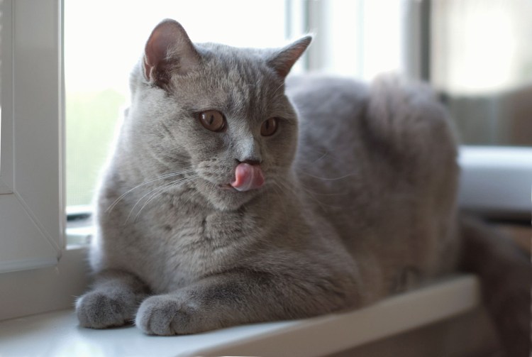 Сидят ли британские кошки прямоухие на попе