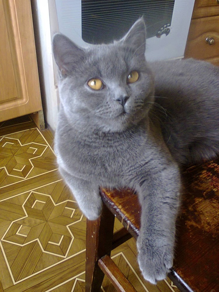 Шотландская кошка прямоухая