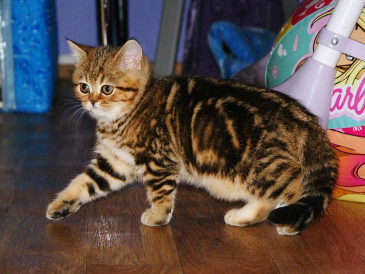 Шотландская кокер страйт