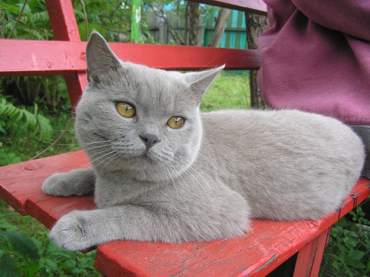 Британская остроухая кошка