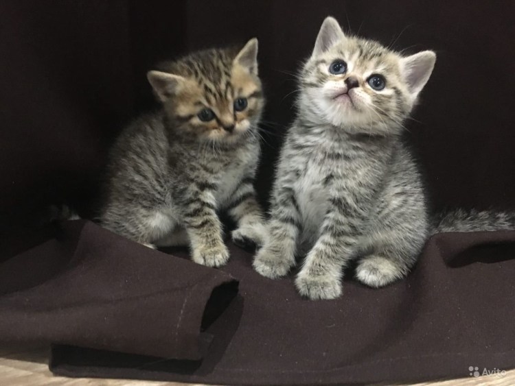 Британская короткошёрстная остроухая