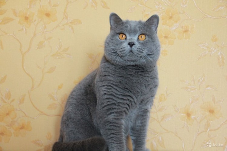 Шотландская остроухая кошка фото