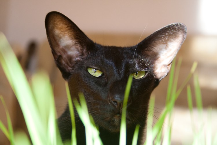 Вислоухий Ориентал