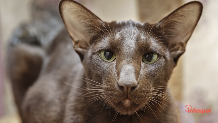 Ориентальная порода кошек