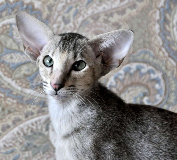 Кошки-Балинез, Ориентал, рекс, Петерболд