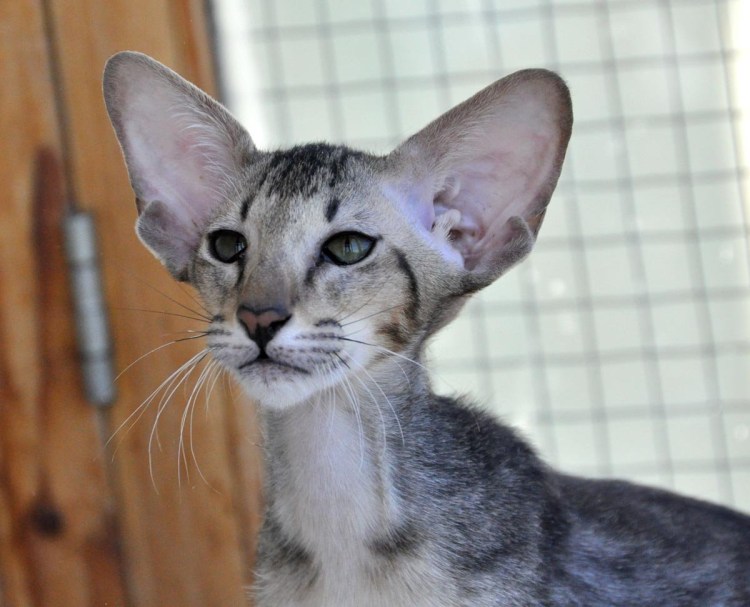 Ориентальная короткошерстная кошка