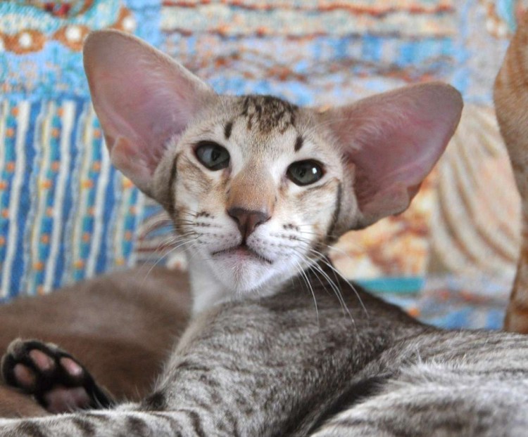 Кот Египетский Ориентал