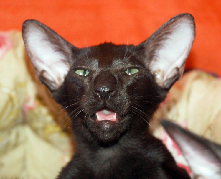 Ориентальная Гавана Браун