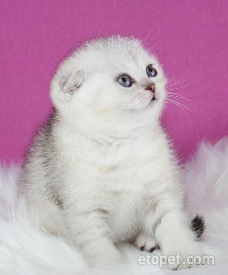 Шотландская вислоухая Золотая шиншилла