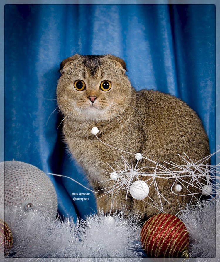 Шотландская вислоухая шиншилла