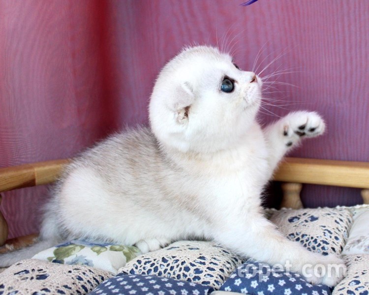 Скоттиш фолд шиншилла