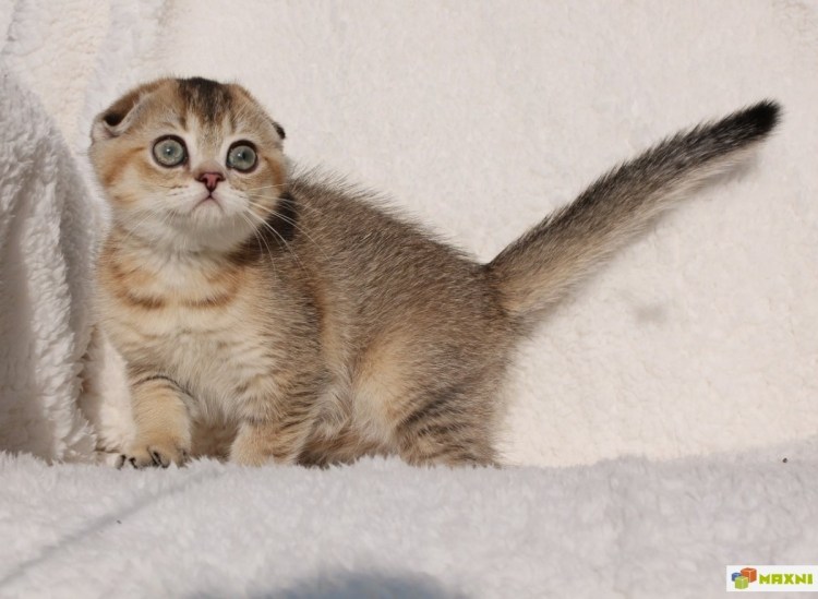 Скоттиш фолд шиншилла