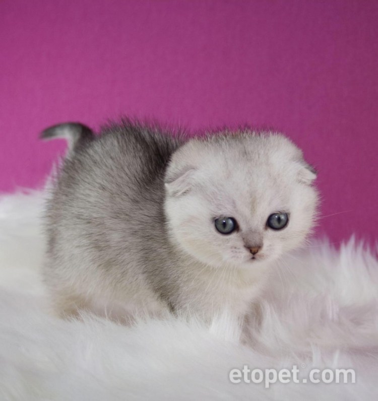 Скоттиш фолд Шотландская шиншилла