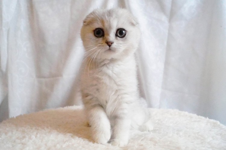 Мраморная шиншилла кошка