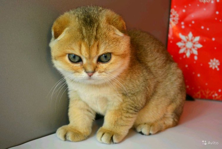 Британская Шотландская шиншилла