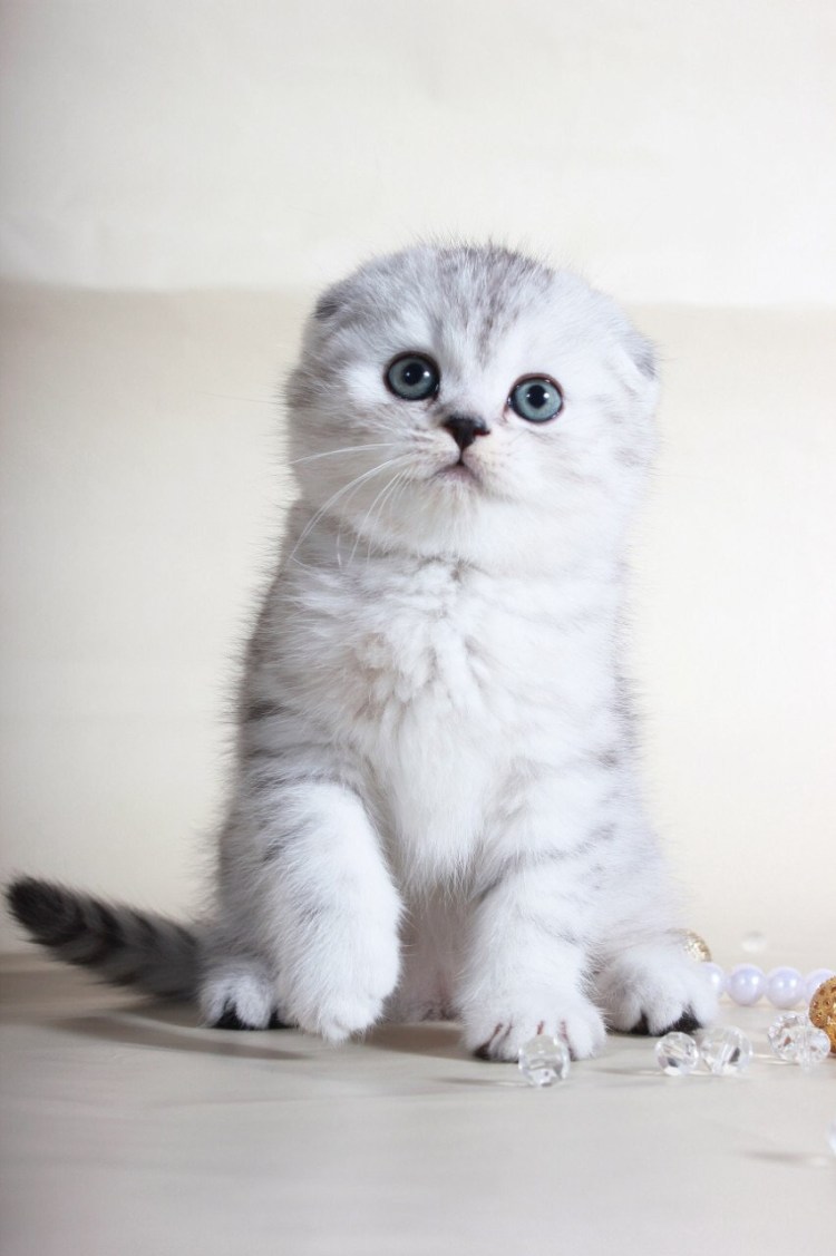 Скоттиш фолд Золотая шиншилла