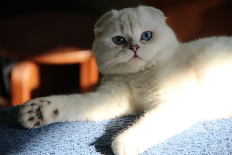 Кошка шиншилла Британская вислоухая