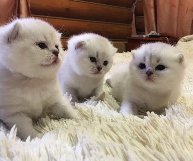 Скоттиш фолд белый