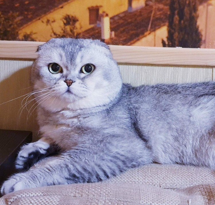 Шотландская вислоухая шиншилла