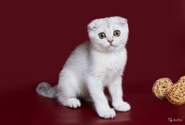 Котята золотой шиншиллы фолд