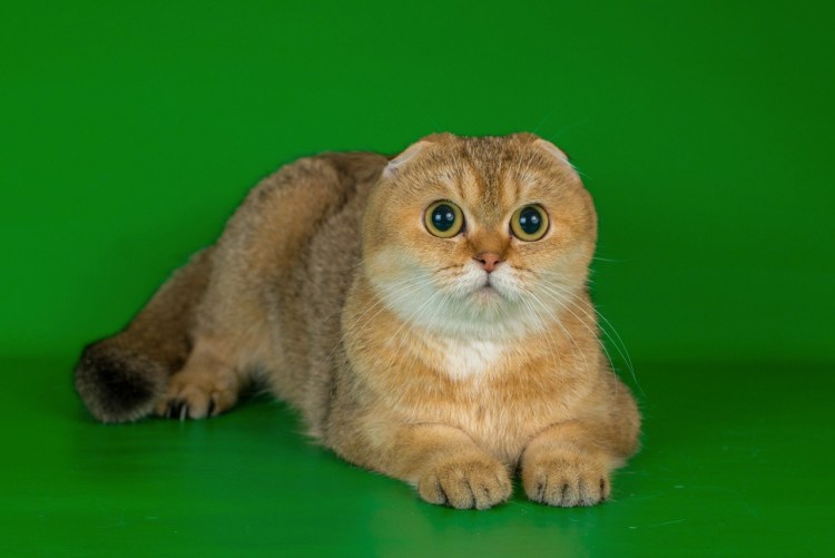 Шотландская короткошерстная Золотая шиншилла