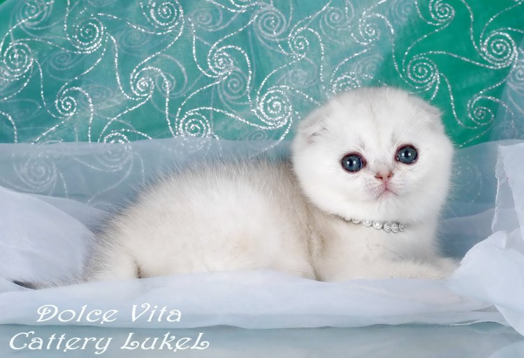 Шотландский вислоухий котенок серебристая шиншилла