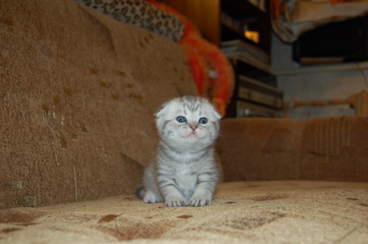 Золотая шиншилла котята вислоухие