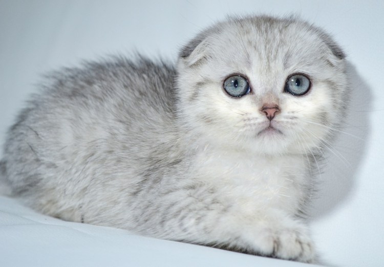 Шотландская вислоухая кошка шиншилла серебристая