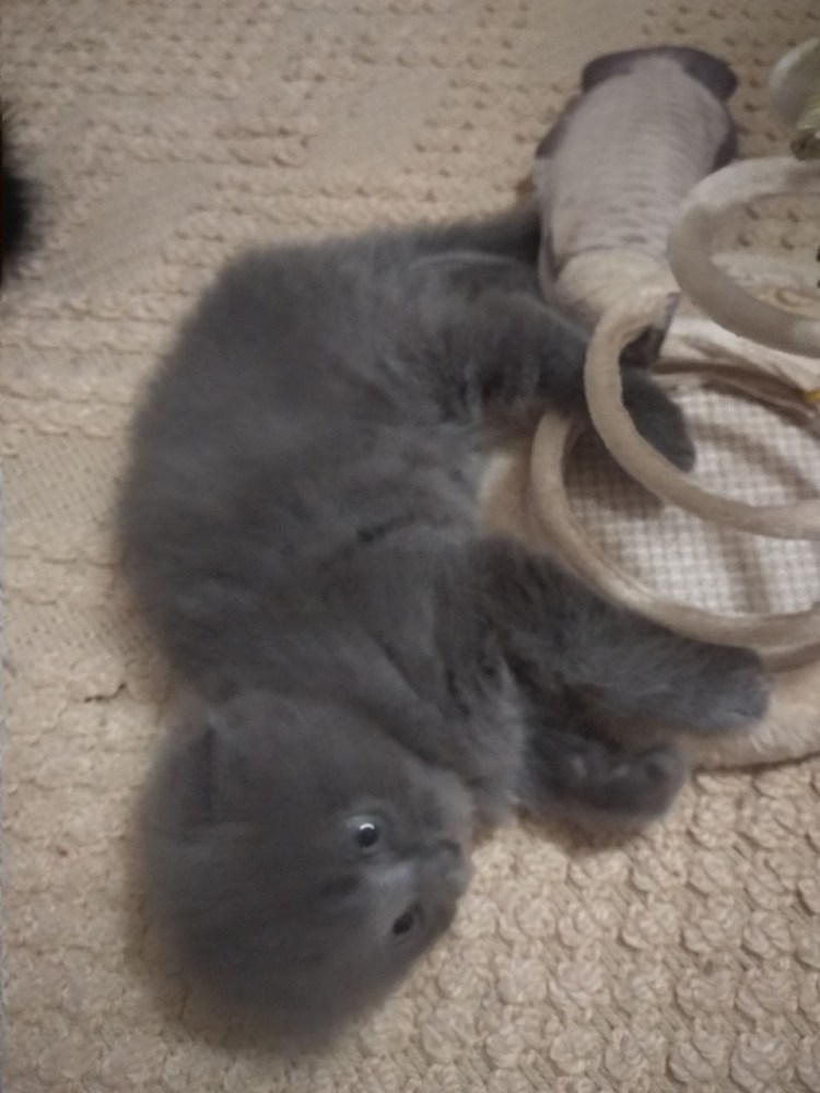 Шотландская вислоухая шиншилла