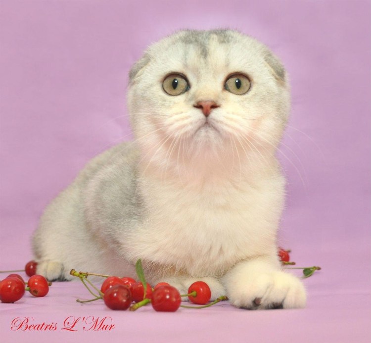 Шотландская вислоухая кошка шиншилла серебристая