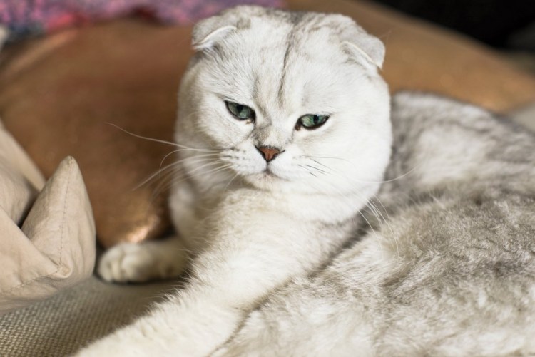 Шотландская вислоухая шиншилла