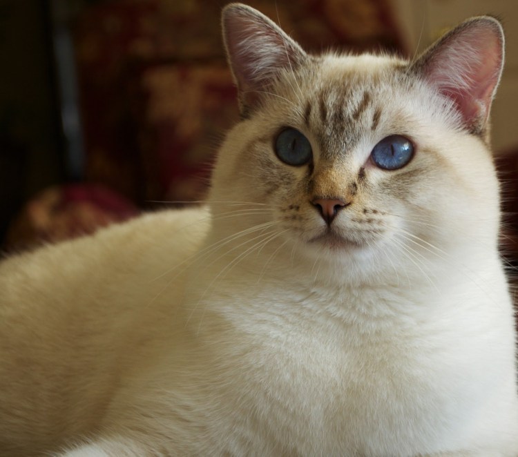 Балинезийская кошка