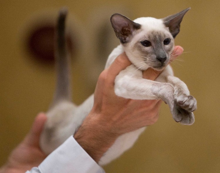 Балинезийская кошка и бирманская