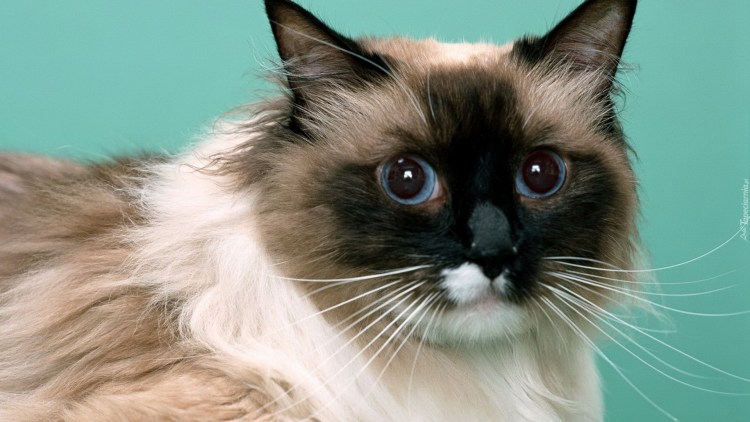 Сиамский кот пушистый