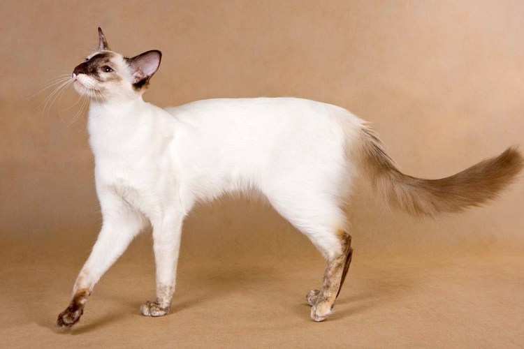 Балинезийская кошка