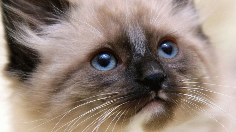 Сиамская кошка с большими ушами