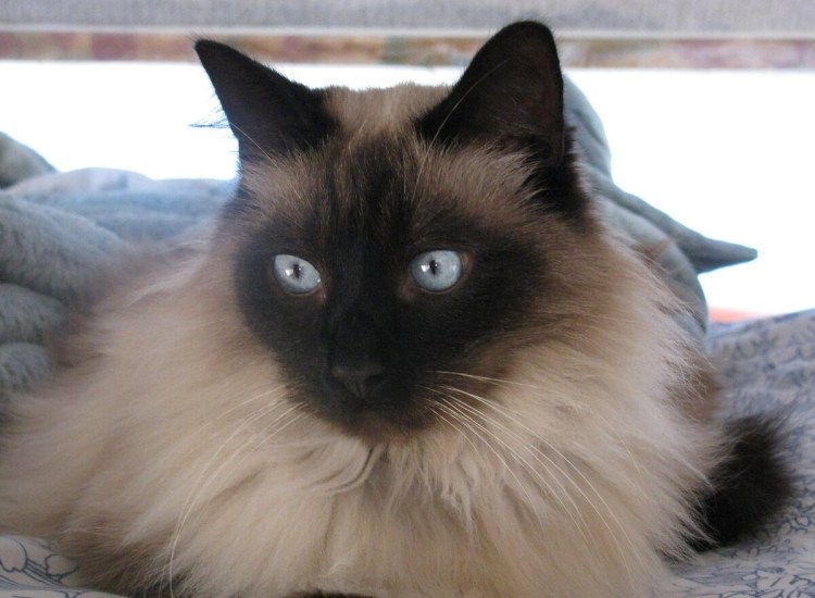 Сиамская Балинезийская