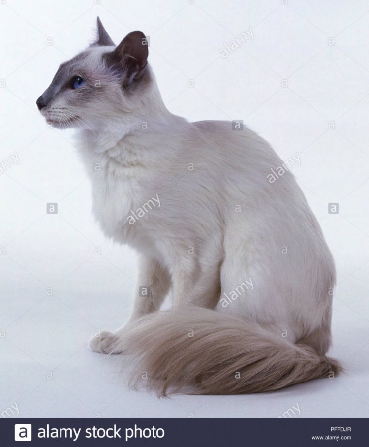 Балинезийская кошка короткошерстная