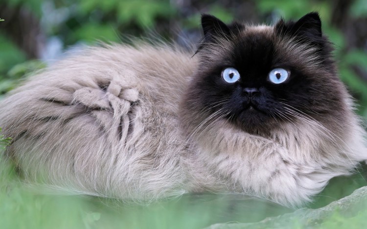 Злой кот в плохом качестве