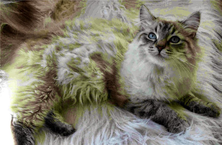 Бирманская и болинезийская кошки