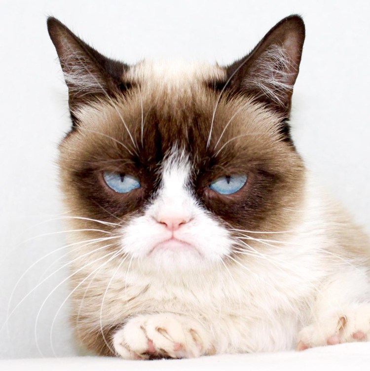 Grumpy Cat соус тартар