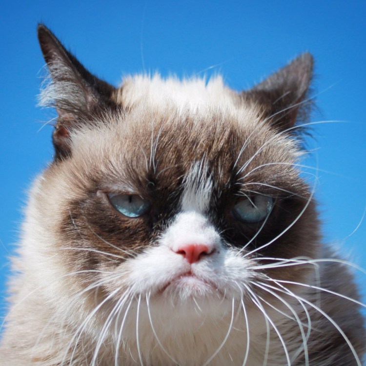 Злой кот Грампи