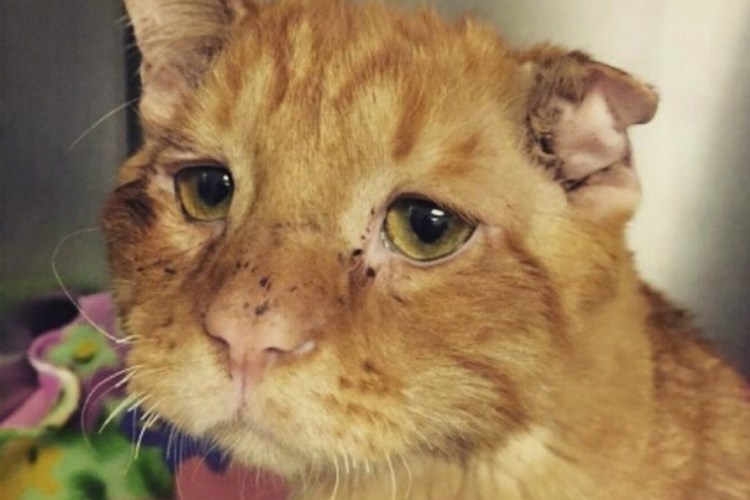 Самый грустный кот в мире Бенбен