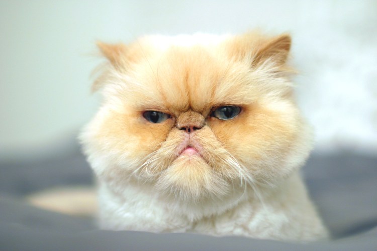 Недовольный кот Grumpy Cat