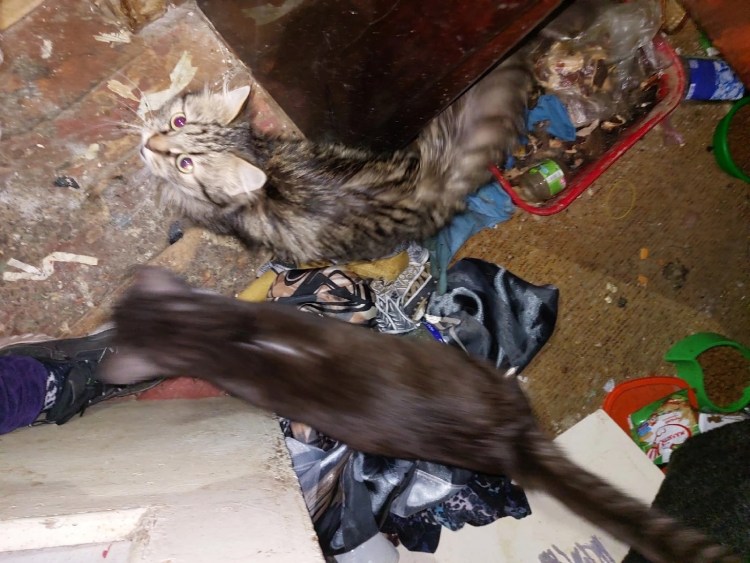 Грустный скот