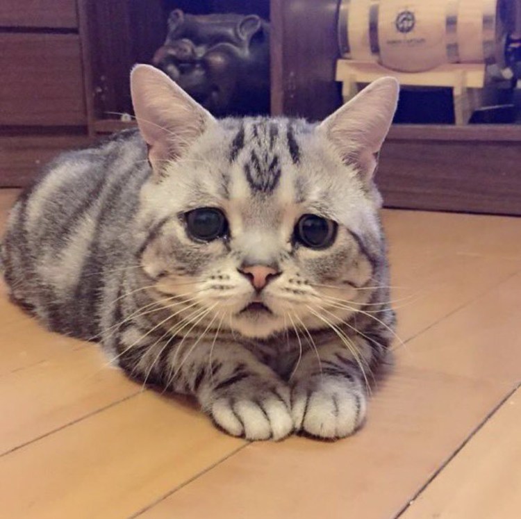 Кот Луху порода