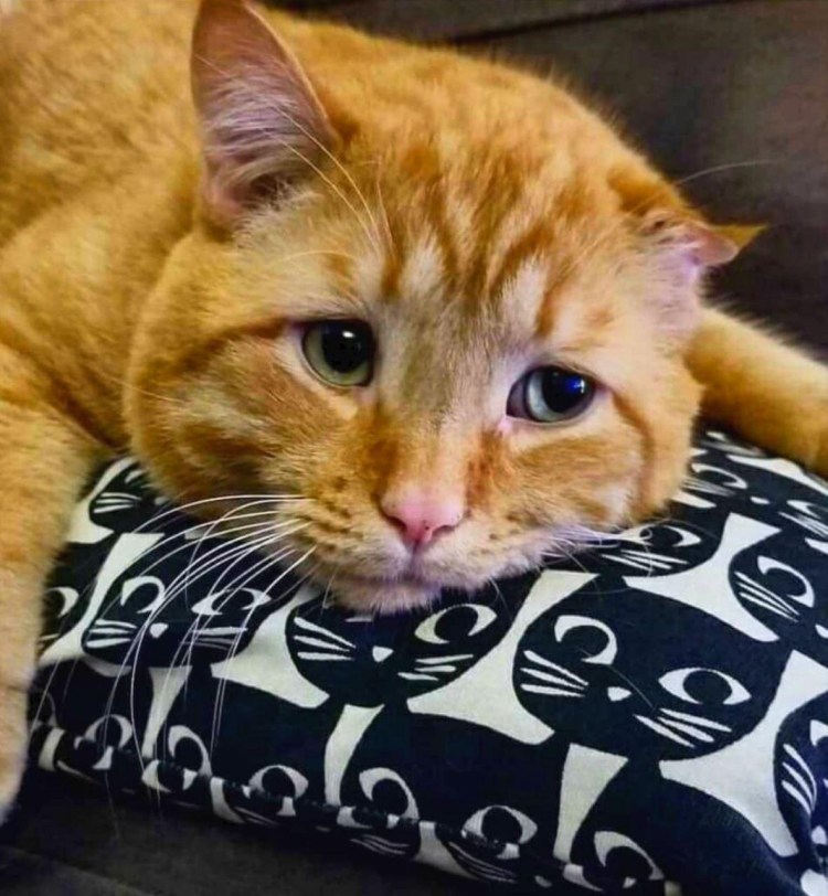 Недовольный котик