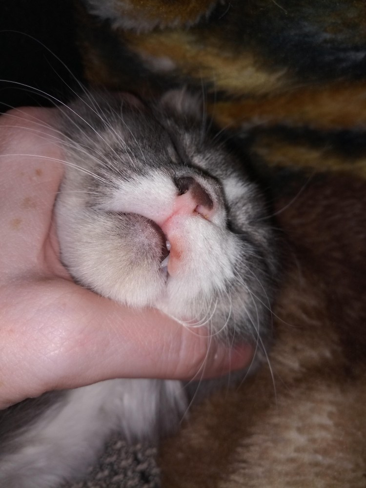 У кота опухла нижняя челюсть