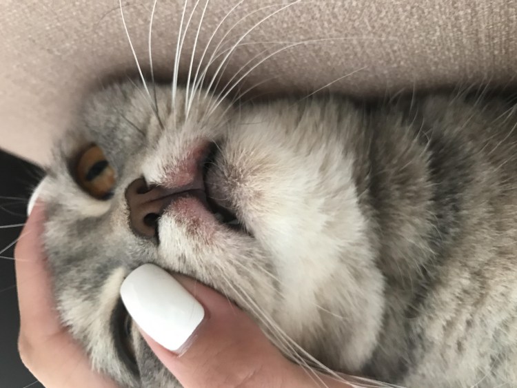 Шишка на нижней губе у кошки