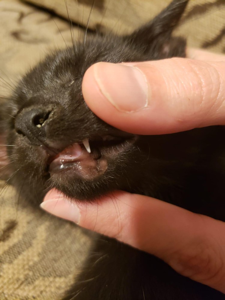 Пятно на нижней губе у кота